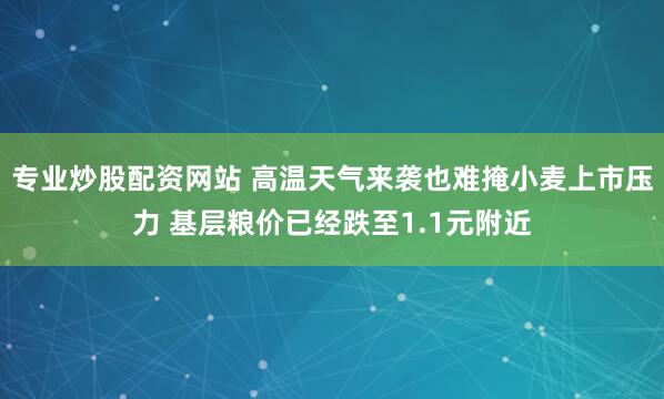 专业炒股配资网站 高温天气来袭也难掩小麦上市压力 基层粮价已经跌至1.1元附近